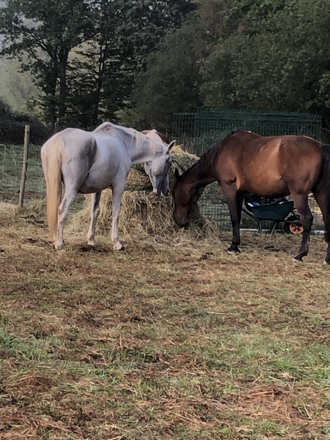 Cheval et humain