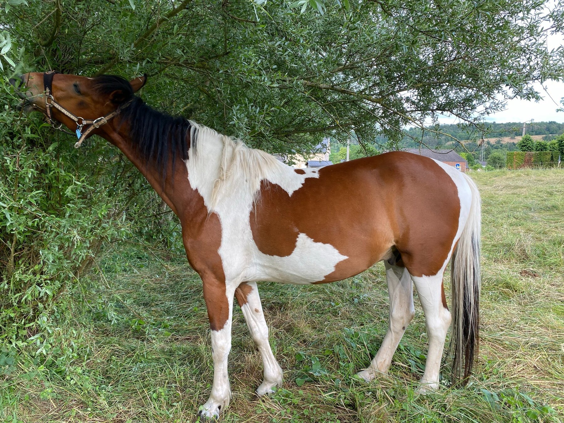 Texas libre de ses mouvements dans la prairie